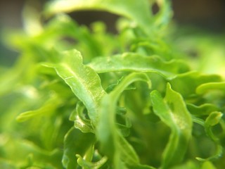 Macro Green plants