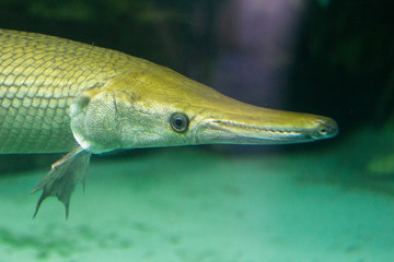 Fototapeta premium アリゲーターガー