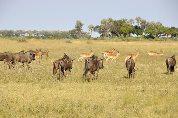Fototapeta na wymiar Botswana: Eine Gnu-Herde im Okavango-Delta 