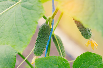 Growing cucumbers in the greenhouse. Cucumber growing in the vegetable garden. Ripe Green Cucumber on the Branch. Harvest cucumbers in the garden.