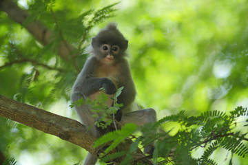 Phayre's langur (Trachypithecus phayrei) at Wat Tham Pha Poo, Chiang Khan, Thailand.