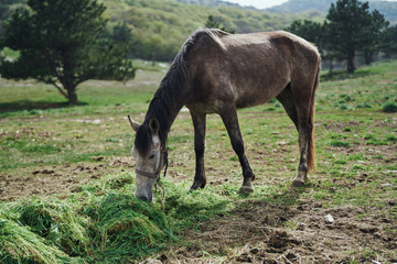 Naklejka premium Horses grazing in the mountains, fields, meadows, animals, livestock
