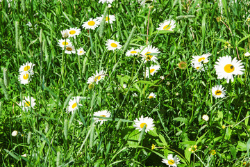 Summer landscape field of white daisies in the grass
