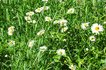 Cercles muraux Marguerites Summer landscape field of white daisies in the grass