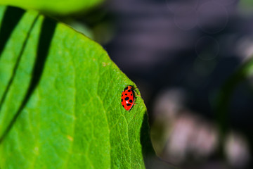 Contrasting summer landscape, leaf green grass with ladybug and dark earth