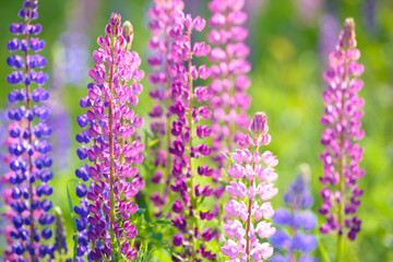 Obraz premium Lupinus, lupin, lupine field with pink purple and blue flowers