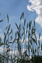 Getreide &Auml;hren vor blauem Himmel 