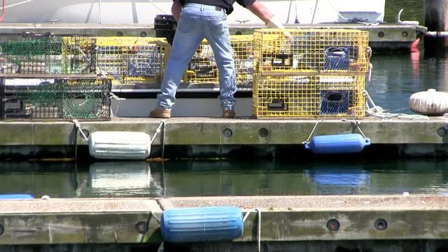 Lobsterman moves, baits and sets lobster traps on dock at Sandwich marina Cape Cod Canal