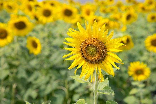 Landscape of Sunflowers garden or field. This flowers have abundant health benefits, improves skin health and promote cell regeneration. Background and copy space.