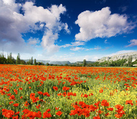 Wonderful view field of red poppies. Picturesque and gorgeous scene.