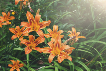 Beautiful orange lily flower background