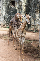 キリンの一日・キリン、動物園へ旅行