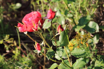 Obraz na płótnie Canvas Bud of red rose