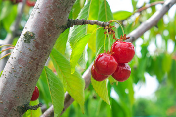 Obraz premium Ripe cherries fruit on tree in orchard at summer.