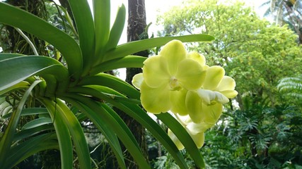 Obraz premium orchid