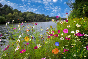 Fototapety  Piękne kwiaty nad rzeką