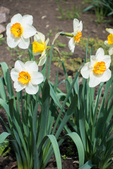 Obraz premium Bunch of flowering white narcissuses in spring