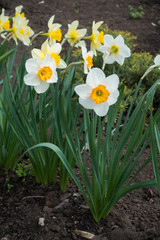 Narcissus in full bloom in mid spring