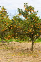Fototapeta na wymiar Tangerine tree in winter, Vale dos Vinhedos valley