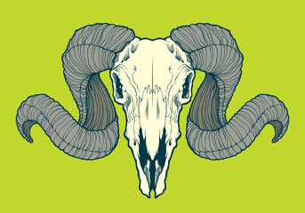 Naklejka premium Skull of ram with curved horns