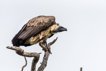 Vulture