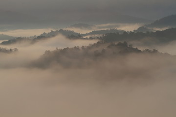 Beautiful forest landscape of foggy sunrise in Sabah, Borneo, Asia