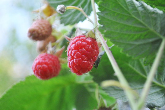 Fresh red natural raspberries branch with leaf, organic planting, soft bokeh background, closeup