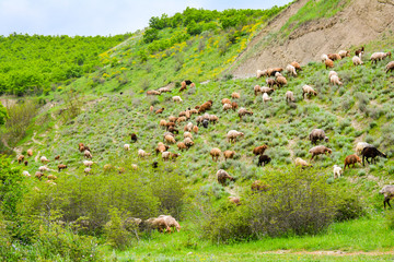 Sheep in the pasture