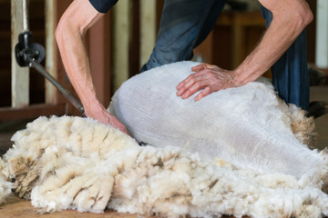 Hands of man sheaving wool from sheep - shearing sheep for wool in barn 