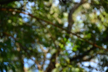 Fototapeta premium Bokeh green background from nature./The backyard provides a beautiful, lush green floor./Tree shades can be created as background images.
