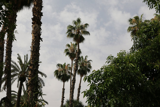 Coconut palm trees in a summer day