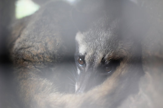 Civet in southeast Asia. Civets have a broadly cat-like general appearance .