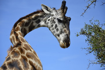 Obraz premium Wondering Giraffe