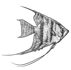 Angelfish illustration, drawing, engraving, ink, line art, vector