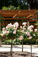 Fototapeta na wymiar Beschnittene Rosenstöcke / Beschnittene Rosenstöcke vor einer Veranda mit Holzgerüsten.
