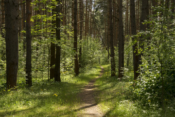 Лесная тропинка. Солнечный летний день.