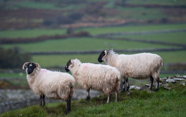  fluffy sheep overlooking green field meadows 