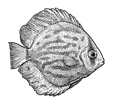 recommend clip art: Discus fish illustration, drawing, engraving, ink, line art, vector