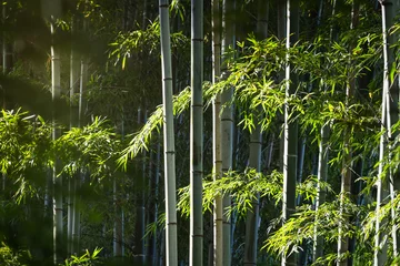 Deurstickers Het zonlicht door bamboebos © niradj