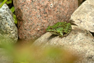 Adulter Teichfrosch sonnt sich auf einem Stein am Ufer