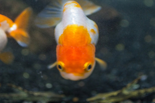 らんちゅう Images Browse 122 Stock Photos Vectors And Video Adobe Stock