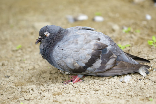 Image of dove standing on the ground. Animal