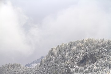 Forest with Snow