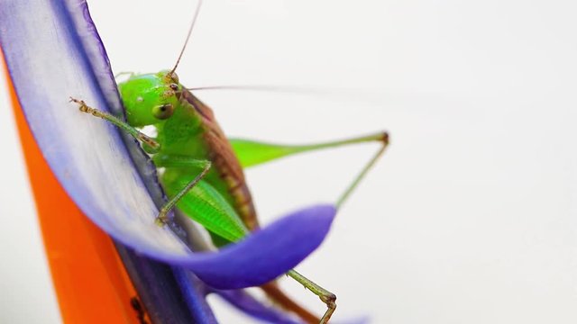 Grilo verde comendo flor.