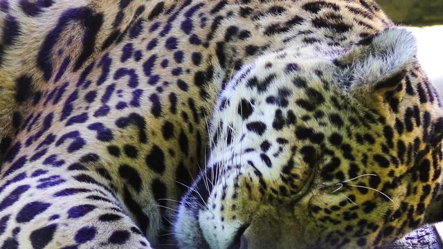 On&ccedil;a-pintada dormindo.