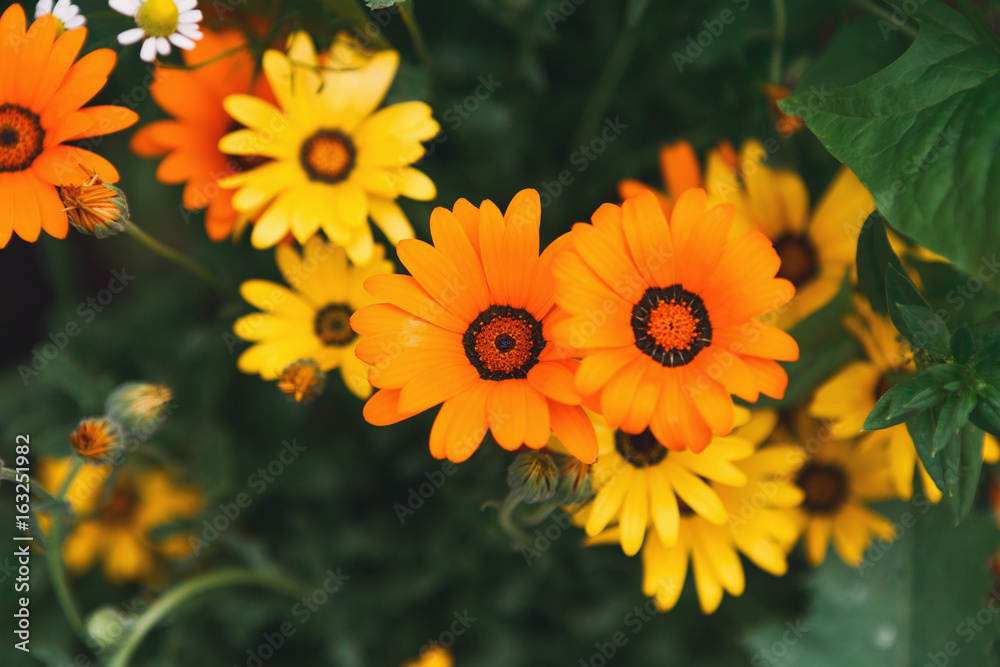 Wall mural orange summer flower close-up. flower background