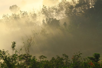 Beautiful misty morning scenry somewhere in Sabah, North Borneo, Asia