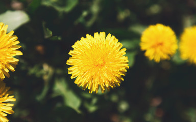 Yellow dandelion closeup. Flower background.