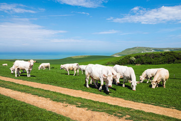 Fototapeta premium vaches charolaises en pâture
