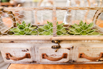 Close-up of green plants in drawer